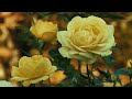 Ilam Pani Thuli Vidum Neram