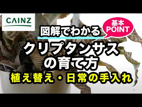 ピノテレス ピサムについて詳しく解説