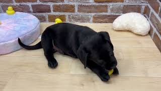 ラブラドールレトリーバーの動画01