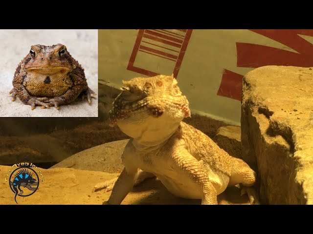 How To Pronounce Agama Howtopronounce Com