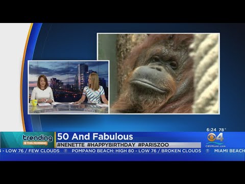 Trending: Nenette The Orangutan Turns 50