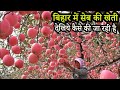 See how people are earning lakhs from apple farming in Bihar? Informational Fact Video in Hindi