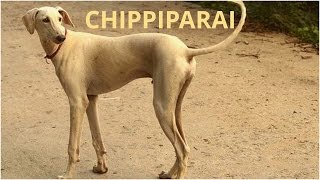 Chippiparai dog, India  