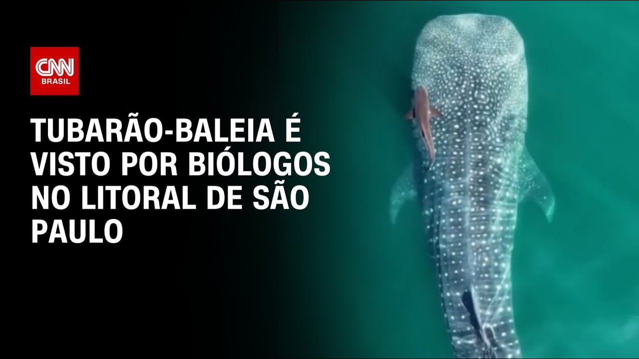 Maior tubarão do planeta é flagrado por biólogos em Ilhabela (SP) | CNN PRIME TIME