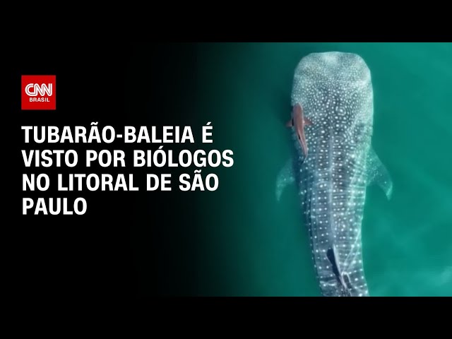 Maior tubarão do planeta é flagrado por biólogos em Ilhabela (SP) | CNN PRIME TIME