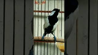 Download lagu 3 Macam Suara Asli Gelatik Batu #shorts #gelatikbatu #burunggacor mp3 Download lagu 3 Macam Suara Asli Gelatik Batu #shorts #gelatikbatu #burunggacor mp3