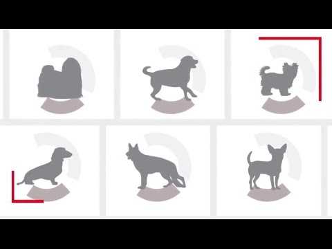 Royal Canin auksaspalvis retriveris suaugęs 12kg video