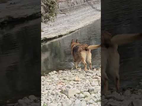 deer swag right to us