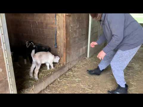 Baby Goats for Kindergarten Friends