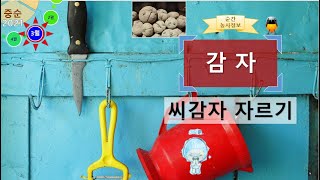 [농사정보(3월 중순)]  감자_씨감자 자르기