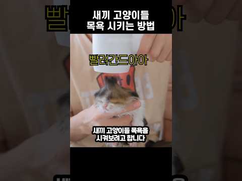 새끼 고양이들 목욕 시키는 방법