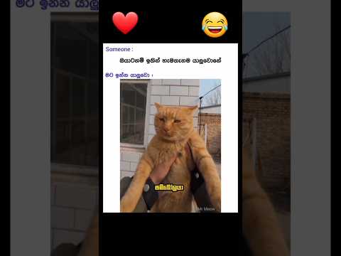 ඉන්නවද මේ වගේ යාලුවො ටිකක්  😂❤️☘️#shorts #catlover