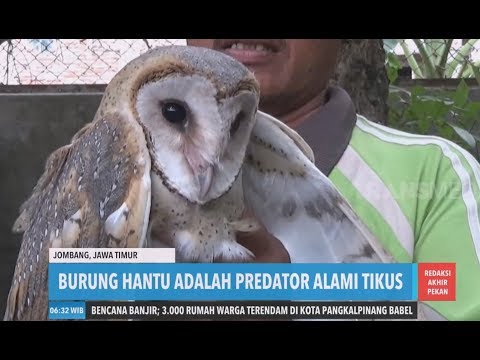 Owlsebuah Novyj Trend Smotret Onlajn Na Sajte Trendovi Ru