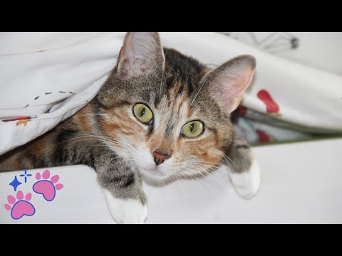 Why Cats Love To Cuddle With Humans | What It Means When Your Cat Cuddles Up With You | Cat Cuddle