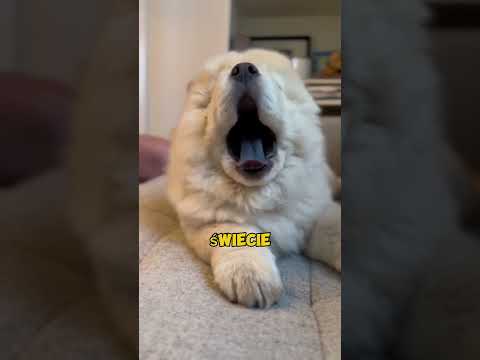 Najciekawsze ciekawostki o psach🙂🦮