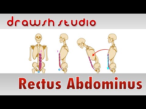 The Rectus Abdominus Muscles