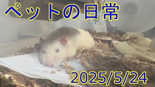 ペットの日常 20250524