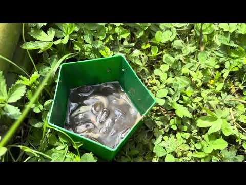 LA MEILLEURE SOLUTION CONTRE LES LIMACES 🐌 100% EFFICACE