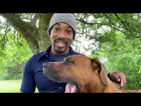 Working Tosas Part 1: Why should the Tosa Inu matter?