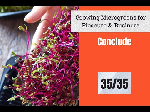 Conclude | 35/35 | Growing Microgreens In Hydroponics