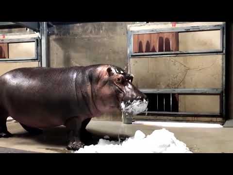 Baby hippo Fiona gets her first taste of snow, reaction is priceless