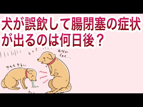 犬中毒の家庭療法