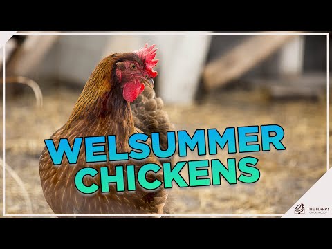 , title : 'All About Welsummer Chickens'