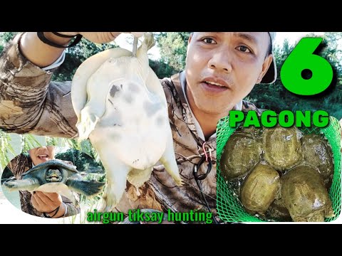 PESTCONTROL#92 AIRGUN HUNTING SOFT SHELL TURTLE