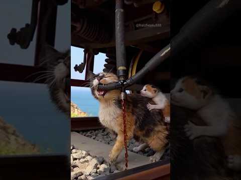Ini adalah cinta ibu! Seekor induk kucing menyelamatkan umat manusia dengan anaknya di punggungnya