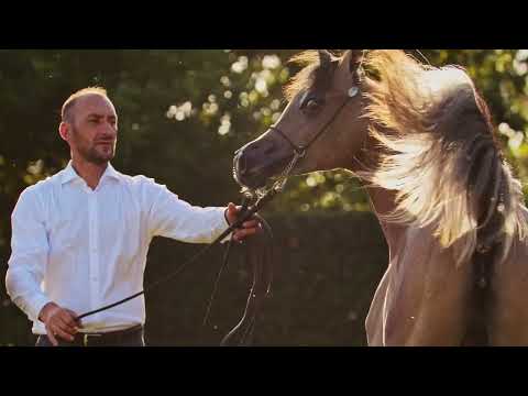 AQUARELLA AS - (Excalibur EA x Zuma AS), 2022 Filly