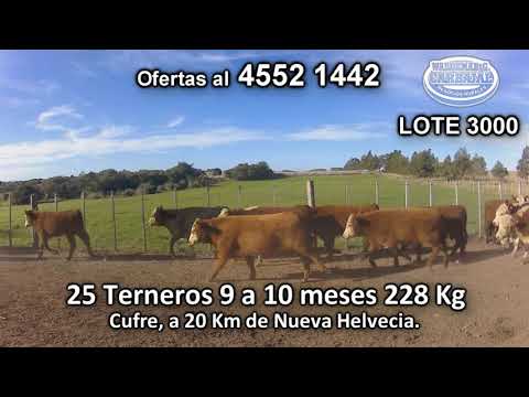 Lote 25 Terneros 7 HE/ AA - 10 HE/ RA - 8 POOL HE 228 Kgkg -  en Cufre, a 20 Km de Nueva Helvecia.