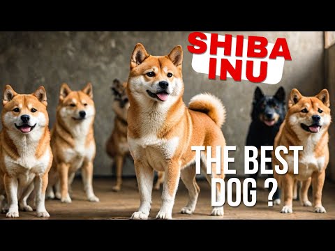 Shiba Inu VS Other Dog Breeds: The Ultimate Showdown