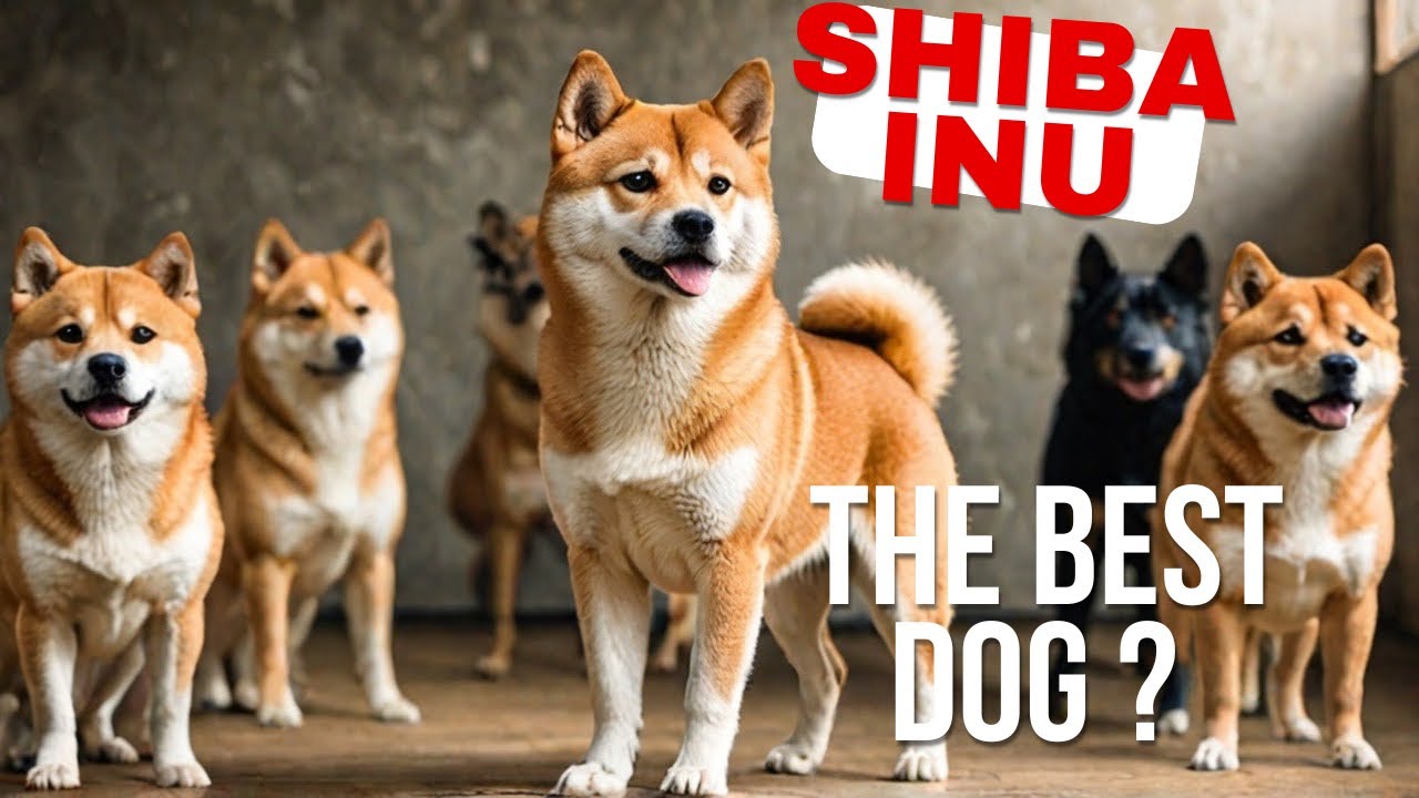 Shiba Inu VS Other Dog Breeds: The Ultimate Showdown