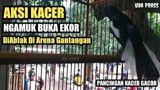 Download lagu PANCINGAN KACER LAMBAT PANAS #KACER #KICAUMANIA #BIRD mp3