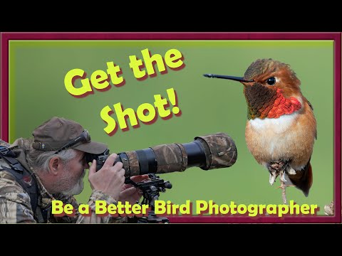 Rufous Hummingbird Photo Shoot with pro tips for capturing this stunning birds