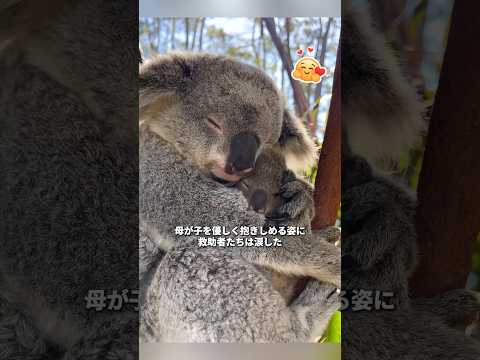 テントの屋根からコアラが落ちてきた — その後...