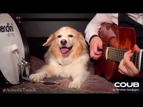 Play Guitar With Dog   Pumped Up Kicks by Foster The People