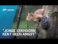 Eekhoorns spotten en tellen in de Schoorlse duinen