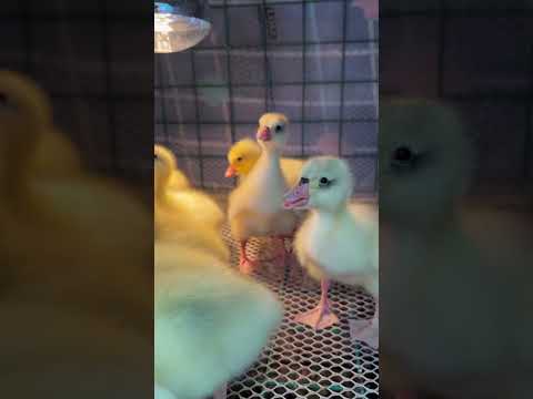 Little Ducky Drinking Water ducky drinkingwater animalfarming farming maimuna babyduck || Maimuna