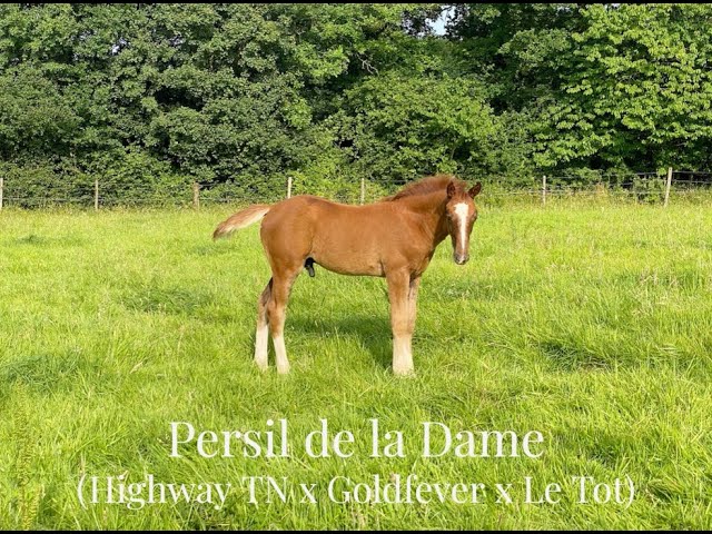 Superbe foal SF 2025 (Highway TN x Goldfever x Le Tot )