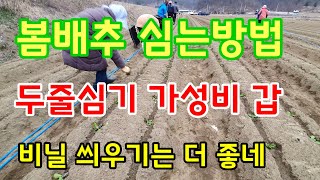 봄 배추 심는방법 두줄심기 관리기로 비닐 씌우기까지