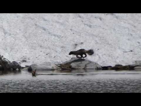 Rare sighting of wolverine hunting in Montana
