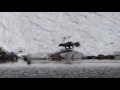 Rare sighting of wolverine hunting in Montana