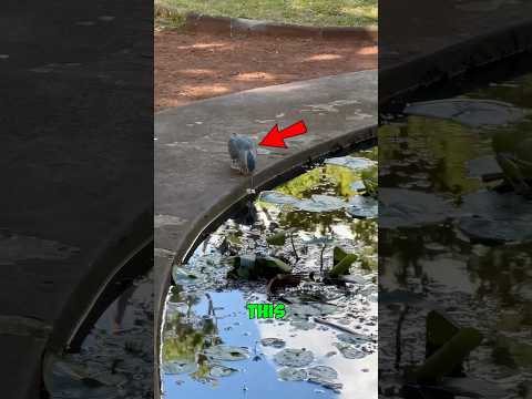 This bird is smarter than most people 🧠