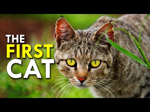 African Wildcat: The Cat That Domesticated Us