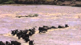 Huge Crocodile Eats Wildebeest in Serengeti