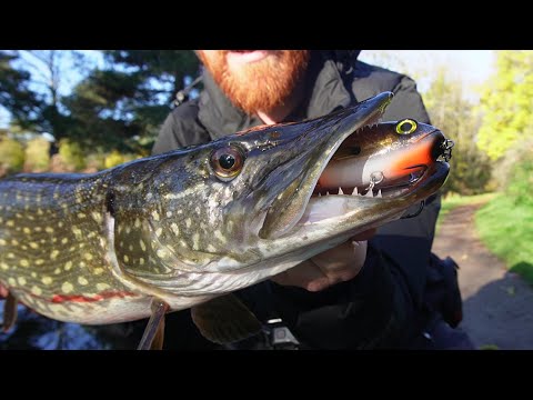 Canal Pike Still Demolishing These Baits In The Cold Weather