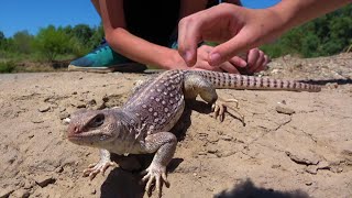 4K Fishing Pole To Catch Freaky Lighting Fast Lizard! Then An Acid Spraying Blister Beetle!