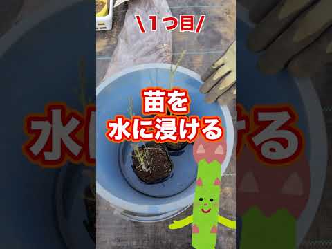 ピレネーオルニソゲール、食用アスパラガス、Ornithogalum pyrenaicum