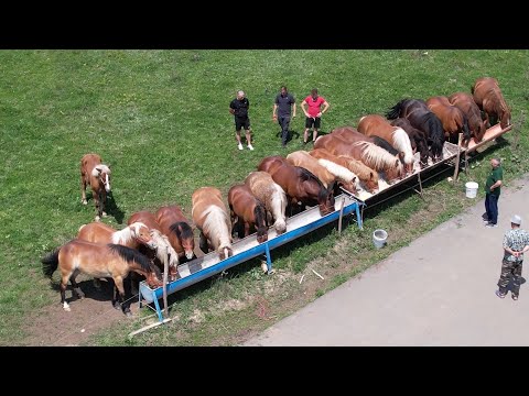 Caii lui Nea Costel de la Cluj ep. 163 - 2022 Nou!!!